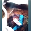 «Хотели снять красивое видео»: поджигательницы из Канска объяснили свой поступок на допросе (видео)