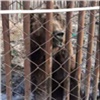 «Умирают голодной смертью»: красноярцы нашли в пригороде двух истощенных медведей в клетках (видео)