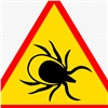 «Не менее опасно, чем коронавирус»: в красноярском нацпарке «Столбы» нашествие клещей