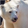 Спасенную норильскую медведицу поздравили с годовщиной «второго рождения»