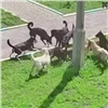 В Красноярске на детской площадке кошку растерзала стая бродячих собак (осторожно, жестокое видео)