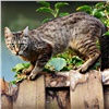 В поселке Красноярского края ввели карантин из-за бешенства кошки
