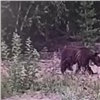 Красноярские дачники заметили возле своих участков медведя (видео)
