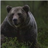 В Енисейском районе медведь задрал женщину. Спасти не удалось