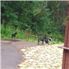 Красноярцы прикармливают бродячих собак на «Столбах». Дирекция парка не может помешать им