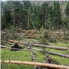 Сильные ветра повырывали из земли деревья в Саяно-Шушенском заповеднике. Экологи считают это полезным