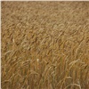 В Шарыповском районе построят комплекс по переработке пшеницы в биопластик