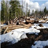 В Красноярском крае инженера подозревают в краже леса на 700 тысяч рублей