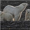 Участники масштабной экспедиции по изучению арктических животных рассказали о результатах работы