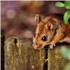 В красноярском нацпарке рассказали о нашествии мышей
