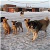 Больше 16 млн рублей потратят в Норильске на отлов и содержание бродячих собак