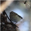 В красноярском нацпарке сфотографировали самую маленькую птицу в стране