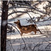 «Лучше вообще не подходите»: дирекция парка «Ергаки» попросила туристов не пугать застревающих в глубоком снегу оленей