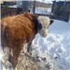 В Шарыповском районе с фермы украли двух бычков. Одного удалось вернуть, второй замерз