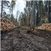Прокуратура нашла в Сухобузимском районе горы незаконно вырубленного леса на 70 млн рублей