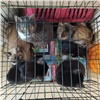 Красноярка держит в городской квартире 120 кошек, а на улице поселила 66 собак (видео)