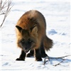 Новые вспышки бешенства зафиксированы в Красноярском крае. Заражены не только лисы 