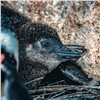 Красноярцев просят придумать имя родившемуся в зоопарке пингвиненку
