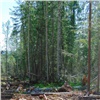 Красноярец вырубил в заповедном Анашенском бору 50 деревьев. Нашли почти через год