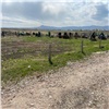 На красноярском Шинном кладбище проведут археологические раскопки