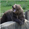 В Лесосибирске убили напугавшего людей медведя