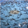 В Енисей выпустят 2,7 млн мальков краснокнижной рыбы