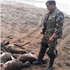 Полиция разбирается в массовой гибели северных оленей в Хатанге