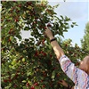 Красноярцы мешками выносят яблоки с Татышева. В администрации ответили на претензии жителей