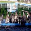 В красноярском «Роевом ручье» поселились пингвины-«москвичи» (видео)