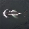В Арктике спасли запутавшегося в сетях кита Станислава (видео)