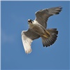 Научно-исследовательская экспедиция «Роснефти» по изучению ценных видов птиц стартовала на Таймыре
