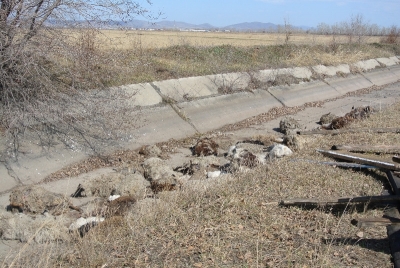 Названы предварительные причины массовой гибели овец в Хакасии