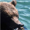 В Красноярском крае ради безопасности застрелили 21 медведя