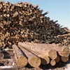 В Красноярском крае на 5,6% сократился объем деревообработки
