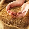 В Красноярском крае урожай зерна оказался меньше прошлогоднего
