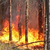 Красноярские спасатели тушат умышленно подожженные леса в Братске
