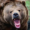 В Красноярском крае медведь покалечил охотника
