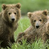 Красноярцев попросили не бояться нашествия медведей
