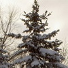 В хакасской тайге выпал снег
