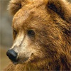 В Красноярском крае медведь напал на усадьбу
