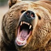 В Красноярском крае застрелили вышедшего к людям медведя
