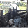 Россельхознадзор требует закрыть свиноферму в Сухобузимском районе
