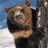 Из-за медведя закрыли часть красноярского заповедника «Столбы»