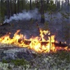 Ущерб от лесных пожаров в Хакасии оценили почти в 9 млн рублей