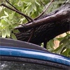 Ачинских коммунальщиков обязали возместить ущерб за поврежденный деревом автомобиль
