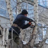 В Красноярске начали обрезать мешающие жителям деревья