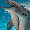 Вместо вольера для слонов в красноярском «Роевом ручье» могут открыть дельфинарий