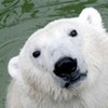 Красноярцам предложили поделиться резиновыми сапогами с белыми медведями