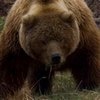 В Красноярском крае медведь напал на заготовщика дров