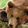 В Красноярском крае медведь залез во двор и задрал овцу